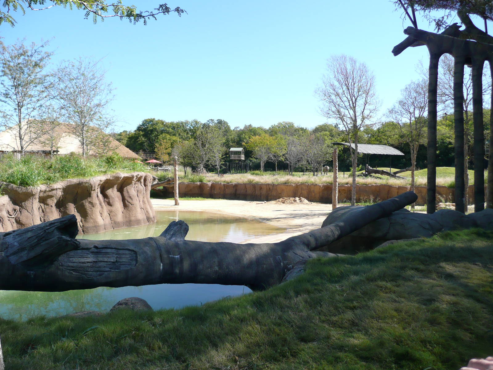 Giants of the Savanah