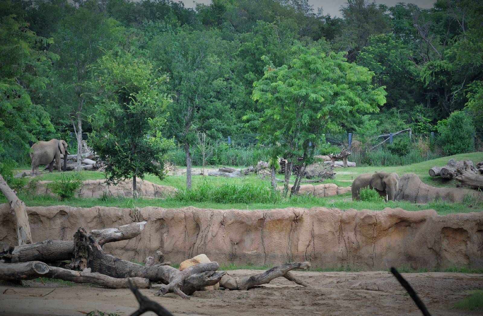 Giants of the Savanna - African Elephant Exhibit