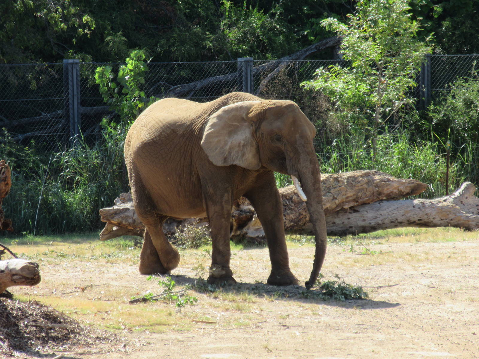 Giants of the Savanna - African Elephant (resting leg for many minutes)