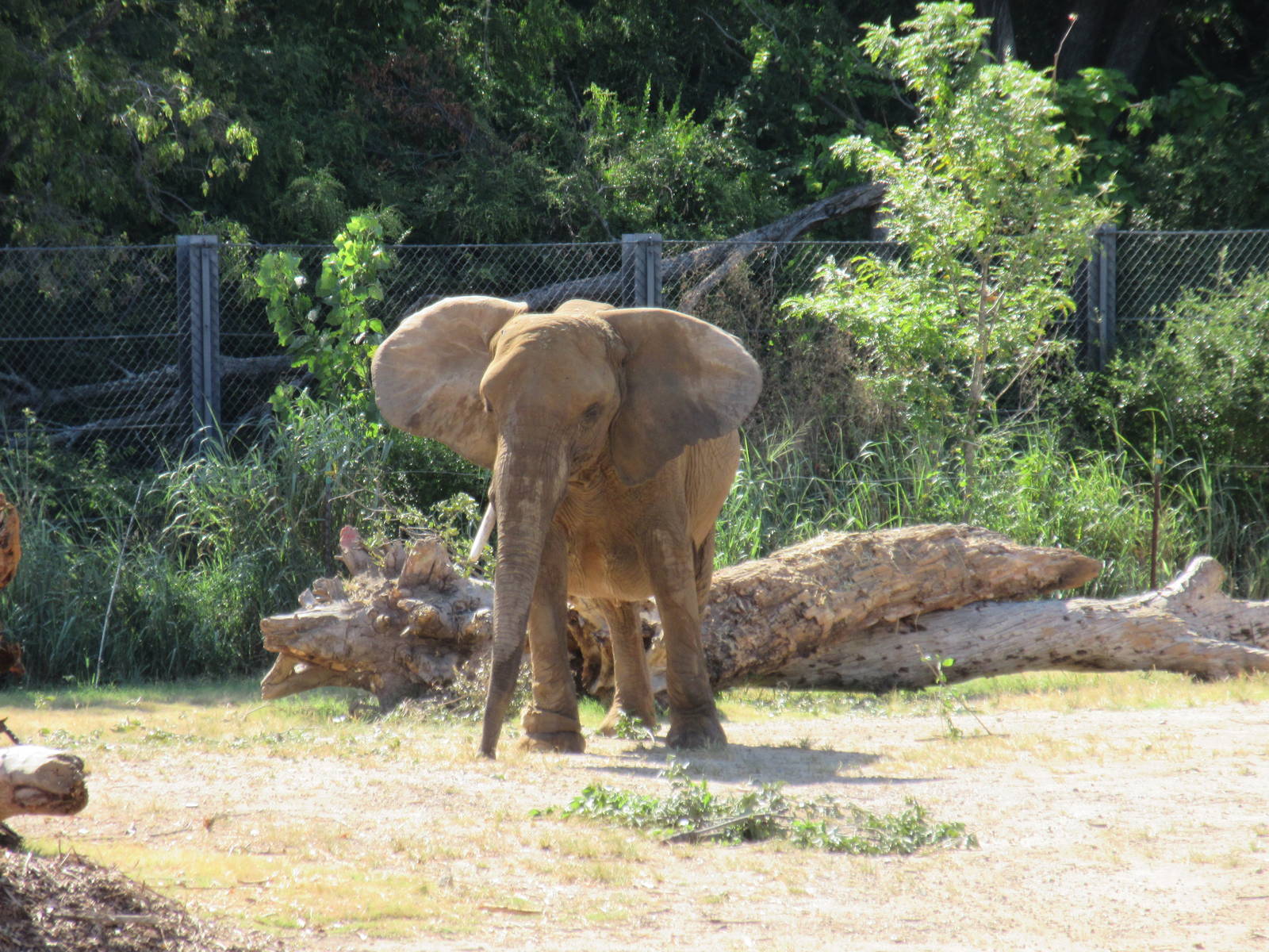 Giants of the Savanna - African Elephant (with leg bracelet)
