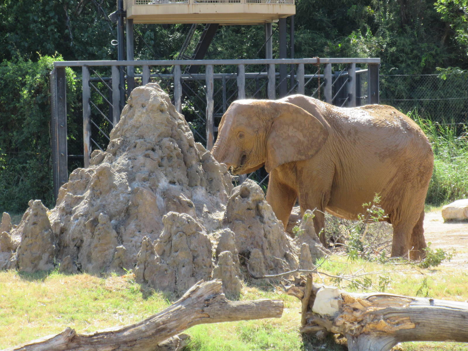 Giants of the Savanna - African Elephant (with termite mound)