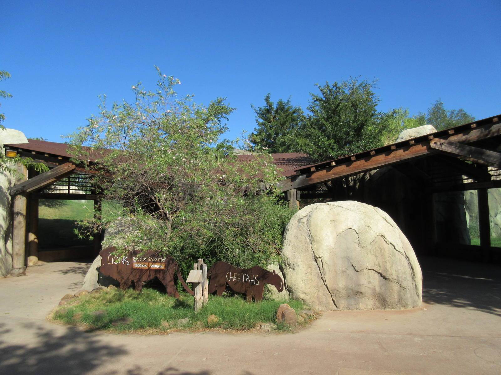 Giants of the Savanna - African Lion/Cheetah Exhibits