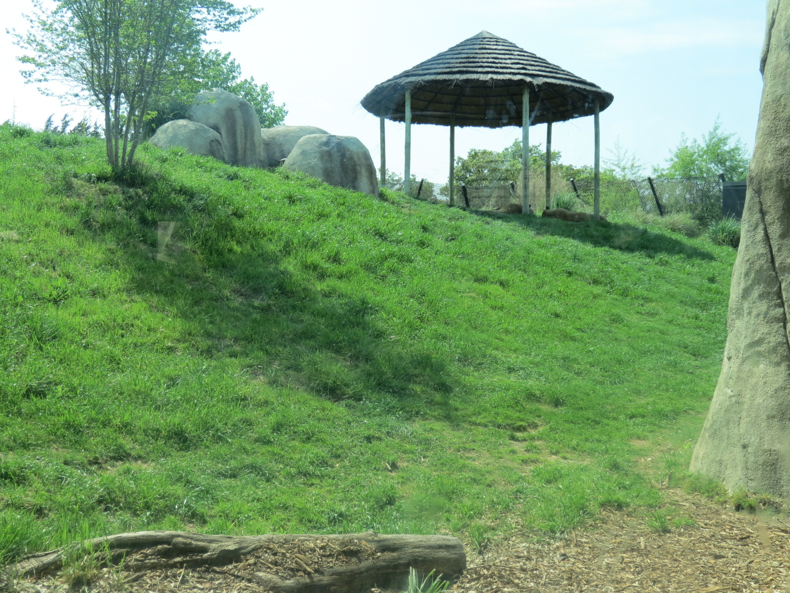 Giants of the Savanna - African Lion Exhibit