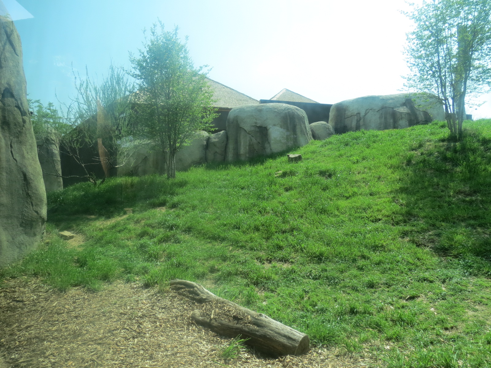 Giants of the Savanna - African Lion Exhibit