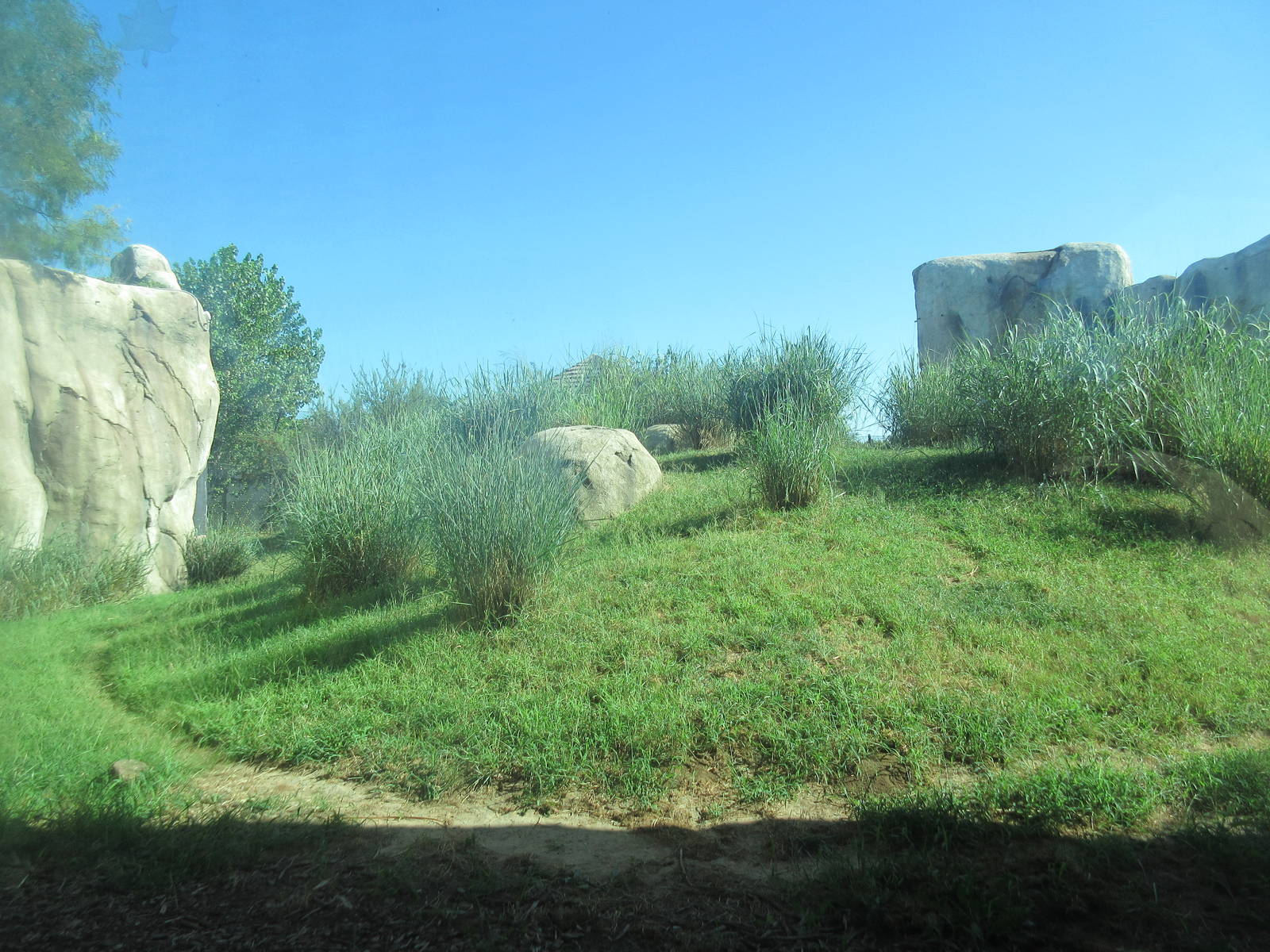 Giants of the Savanna - African Lion Exhibit
