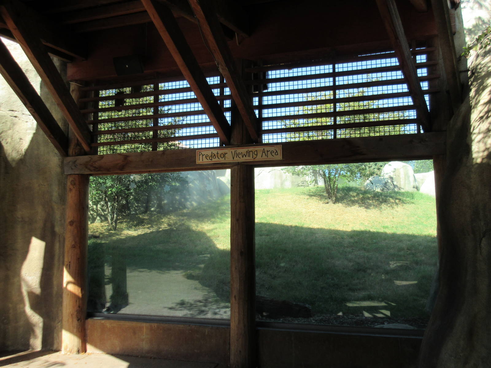 Giants of the Savanna - African Lion Exhibit
