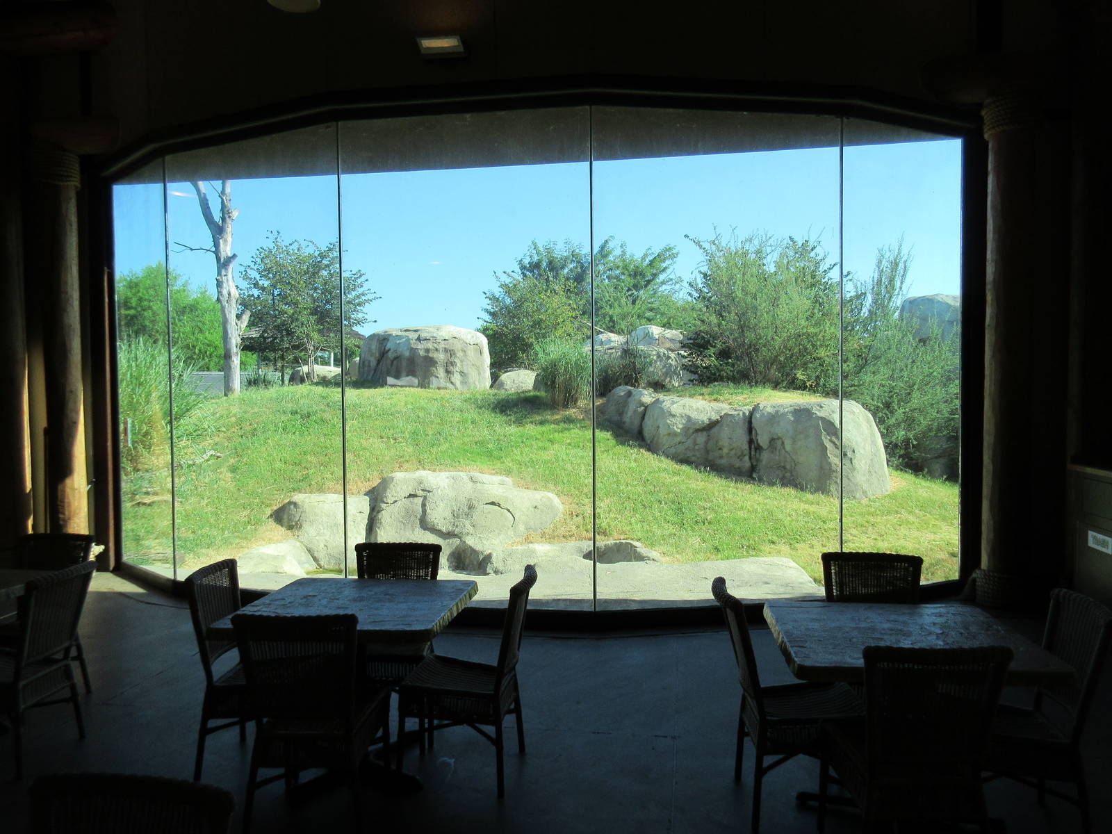 Giants of the Savanna - African Lion Exhibit