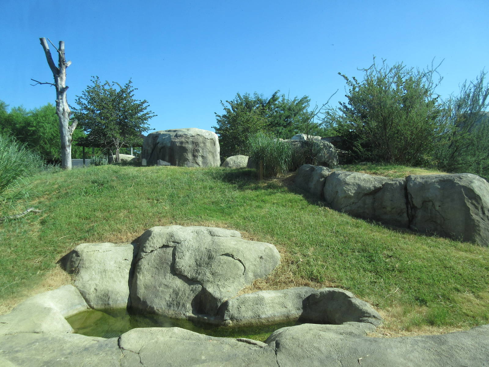 Giants of the Savanna - African Lion Exhibit