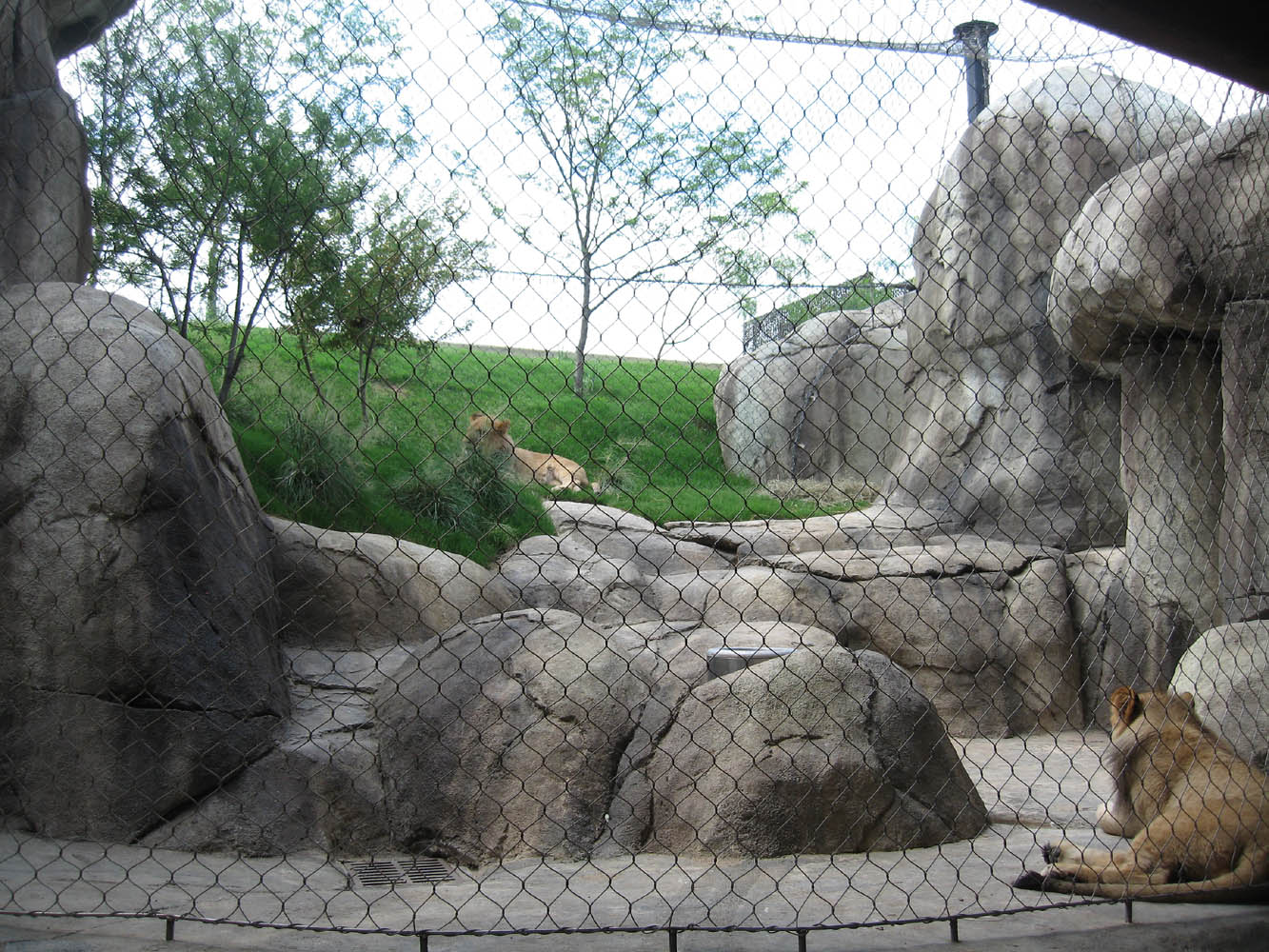 Giants of the Savanna: Big Cat Encounter area