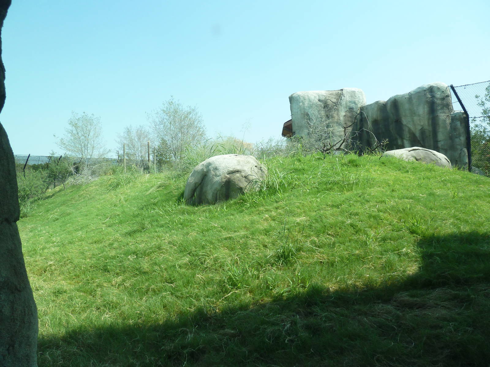 Giants Of The Savanna - Cheetah Exhibit