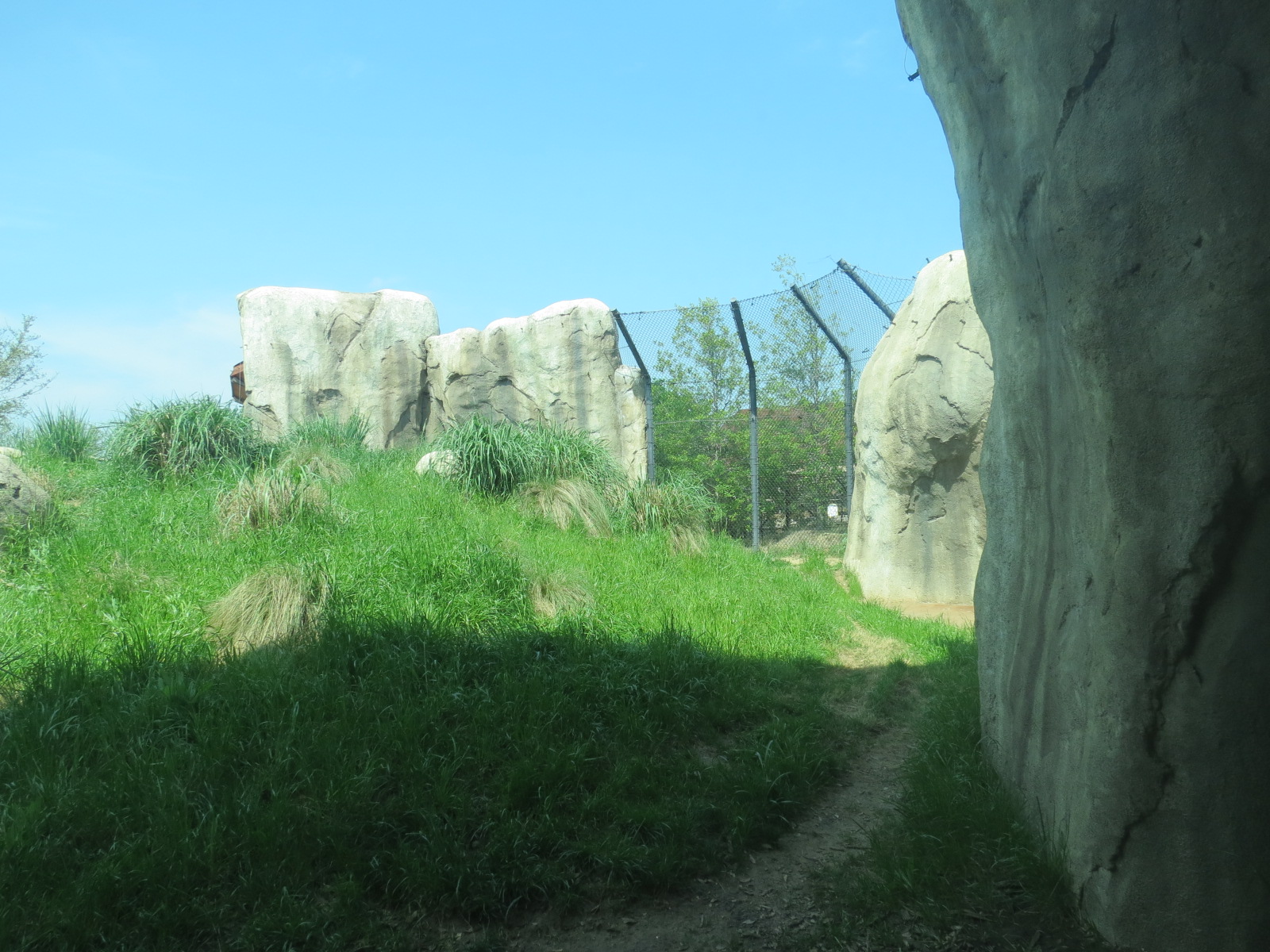 Giants of the Savanna - Cheetah Exhibit