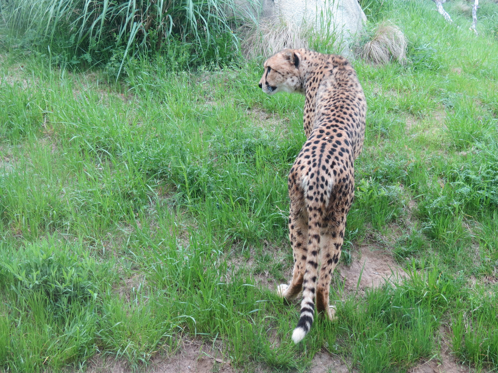 Giants of the Savanna - Cheetah Exhibit