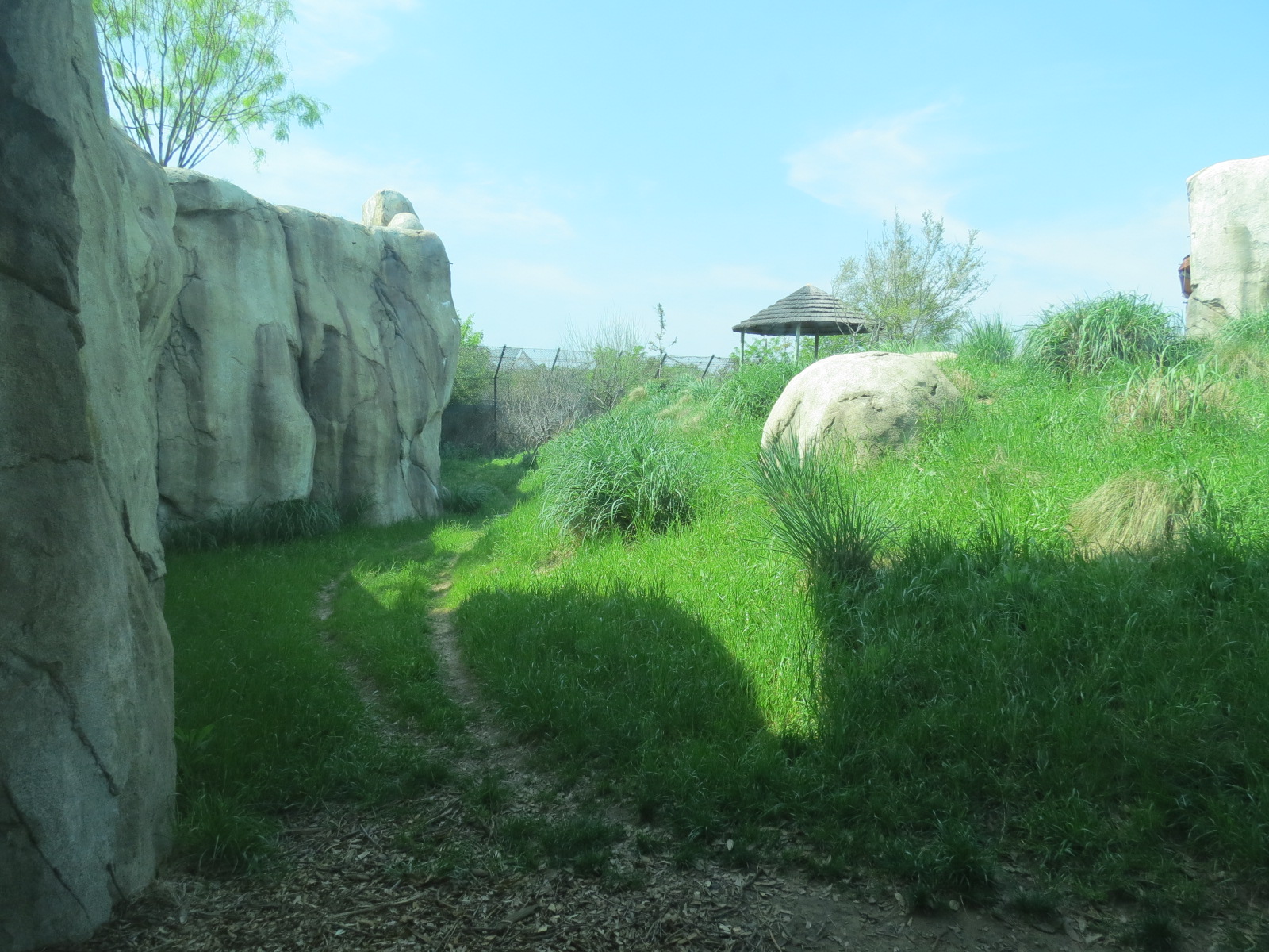 Giants of the Savanna - Cheetah Exhibit
