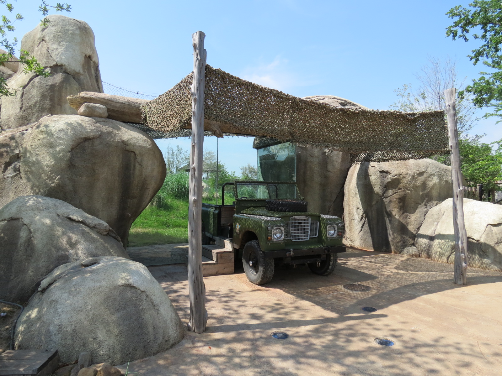Giants of the Savanna - Cheetah Exhibit