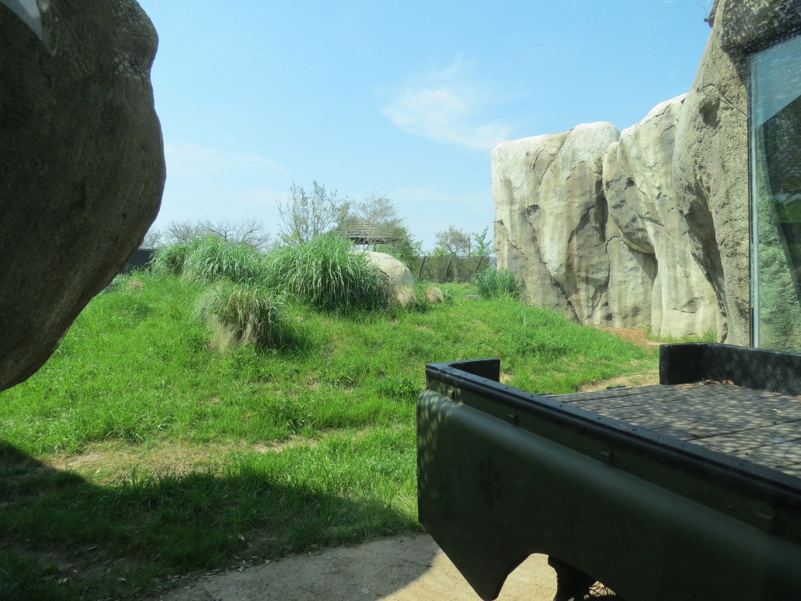 Giants of the Savanna - Cheetah Exhibit