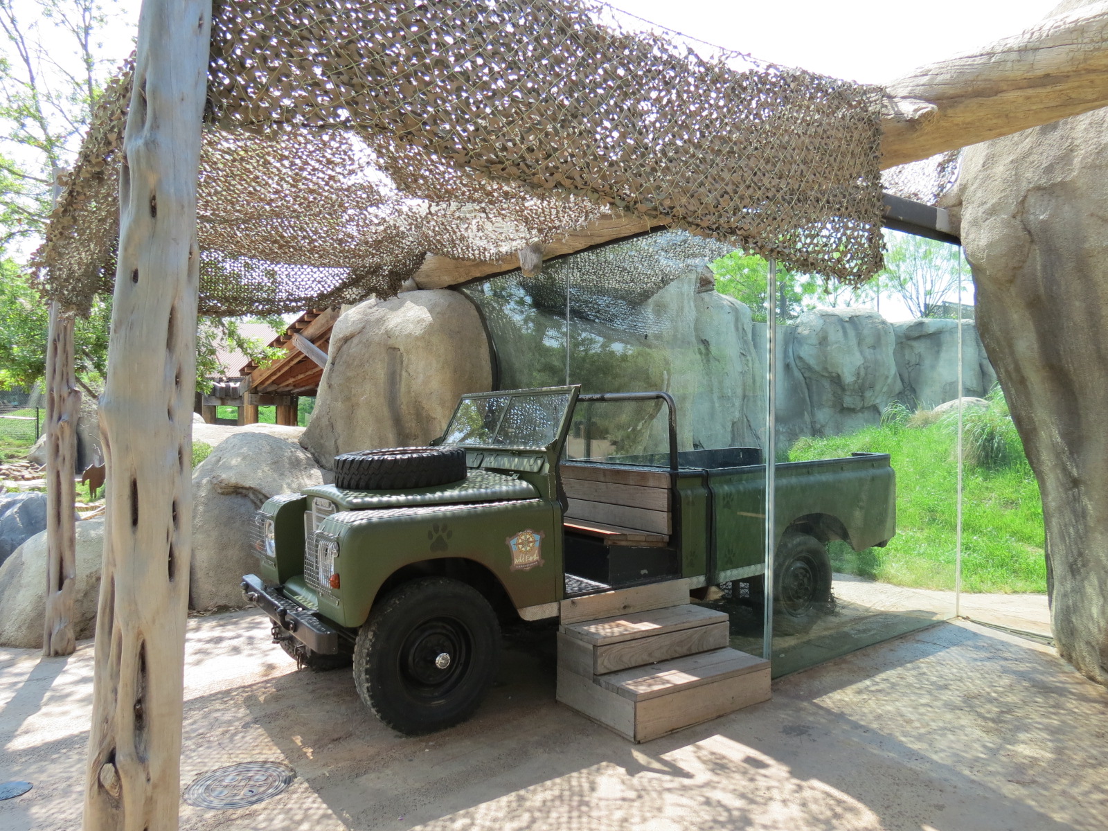 Giants of the Savanna - Cheetah Exhibit