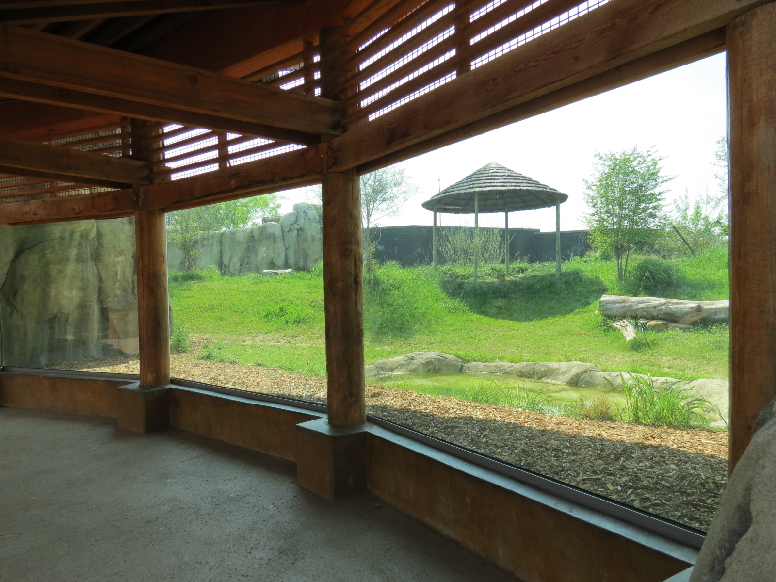 Giants of the Savanna - Cheetah Exhibit