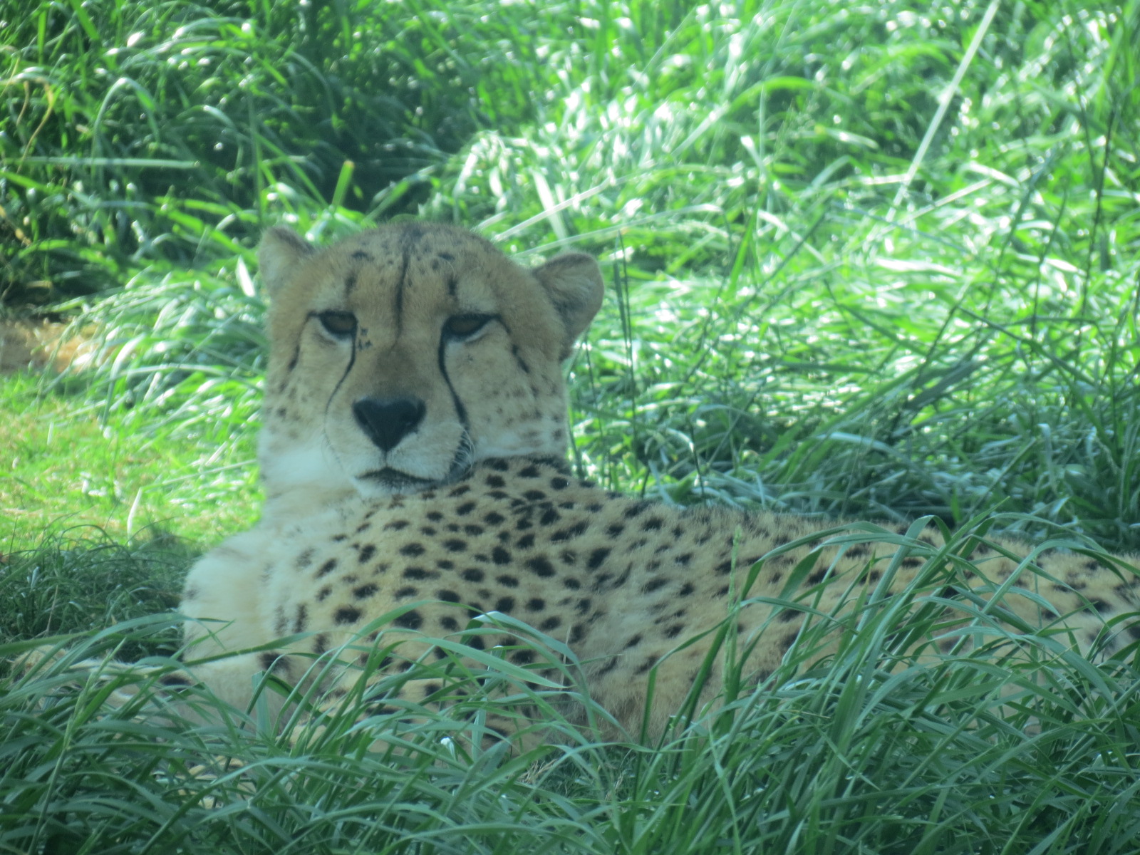 Giants of the Savanna - Cheetah Exhibit