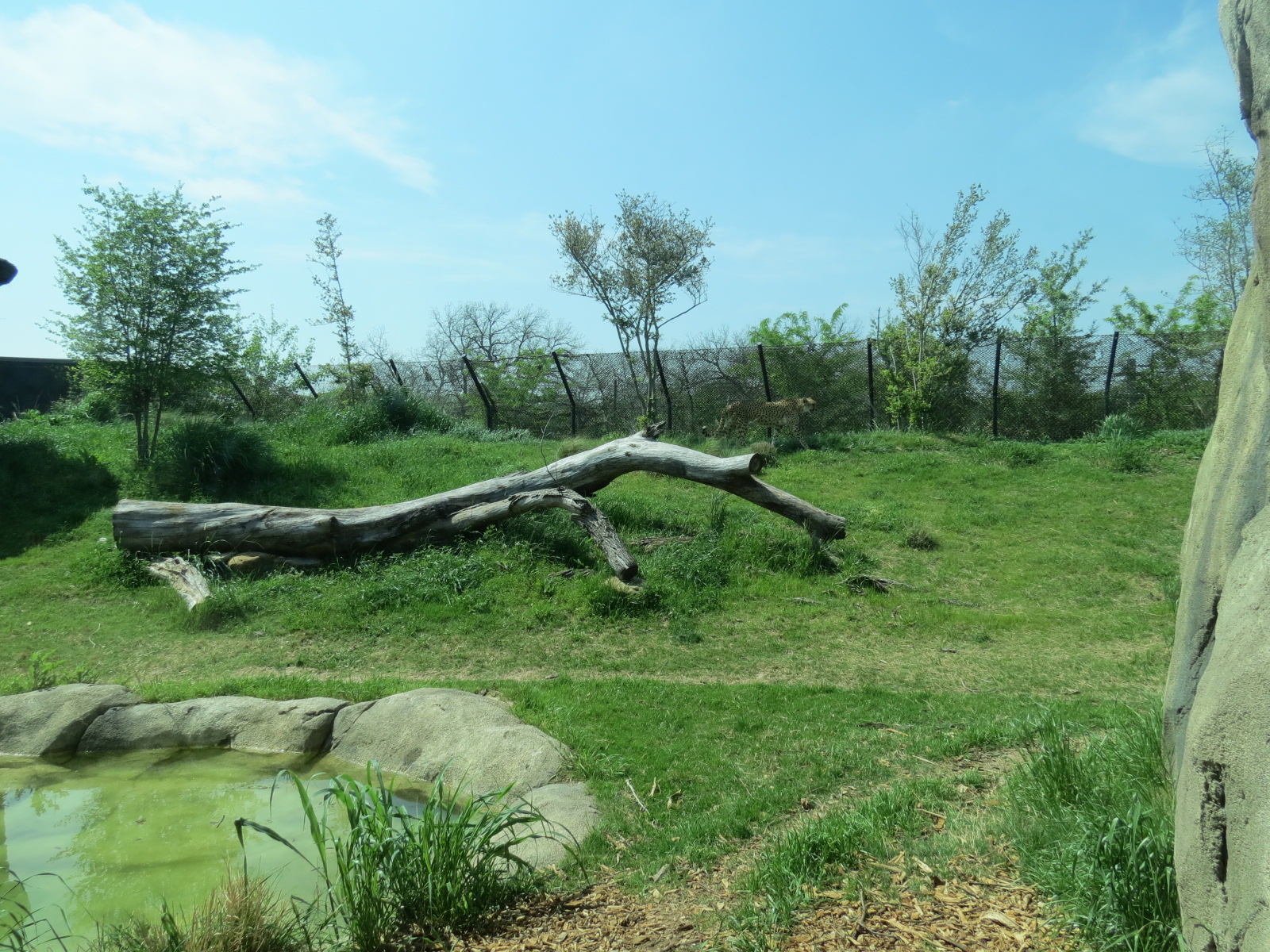 Giants of the Savanna - Cheetah Exhibit