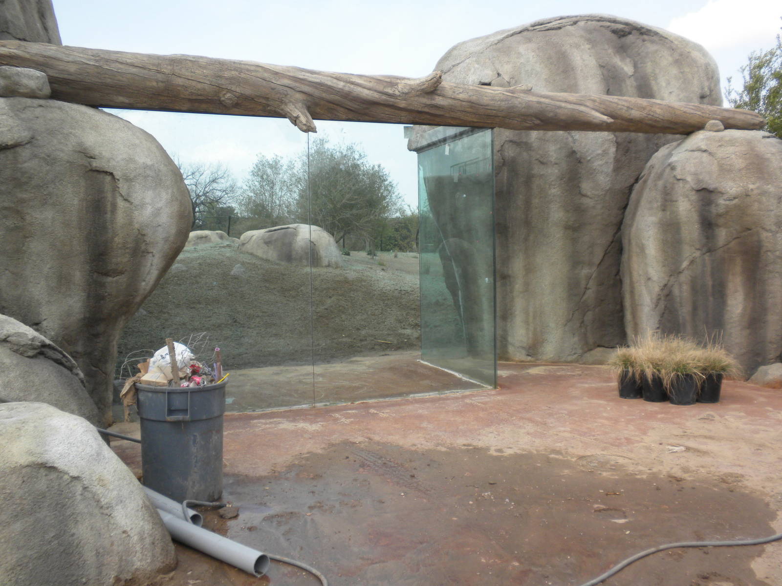 Giants of the Savanna - Cheetah exhibit