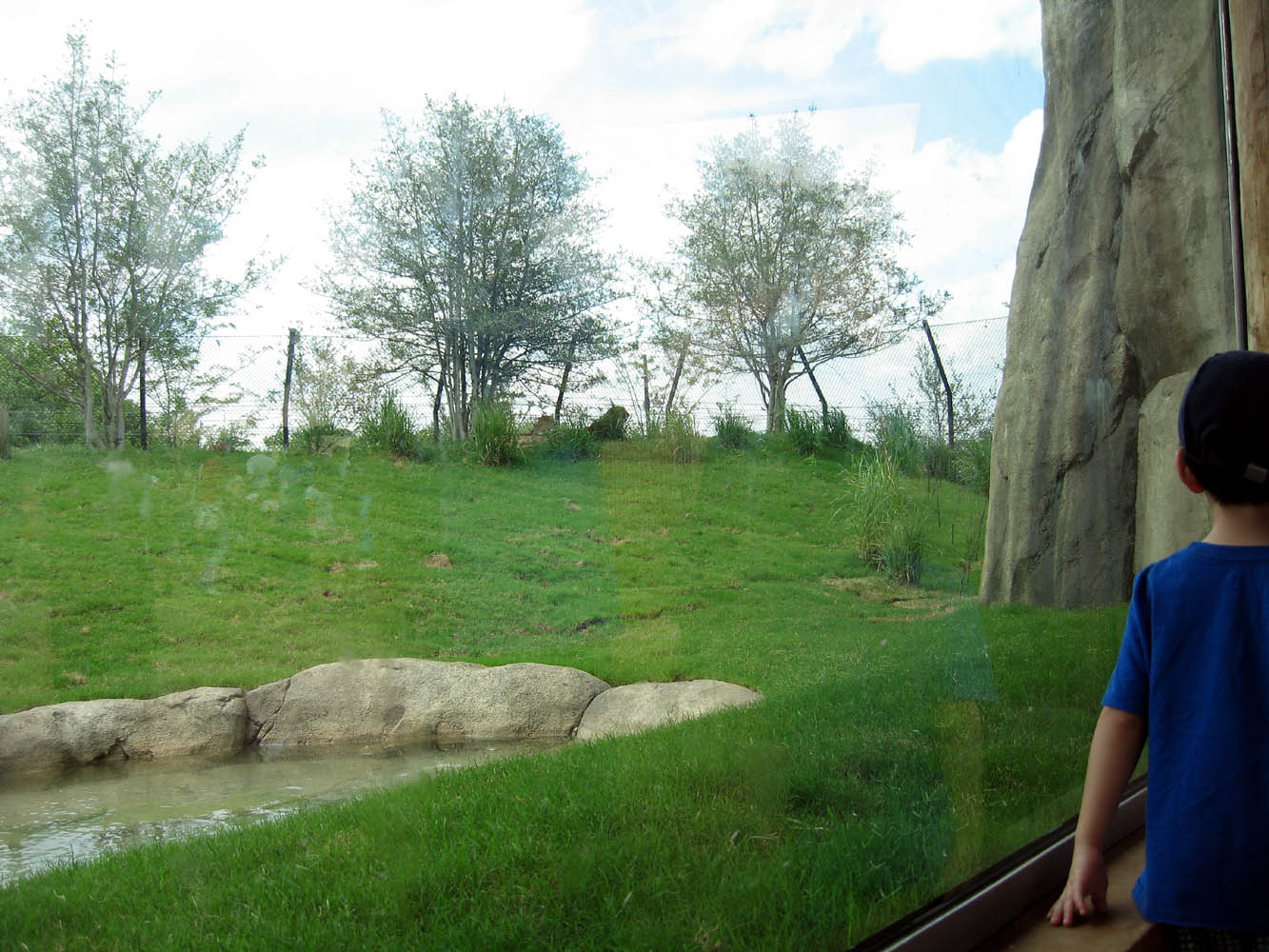 Giants of the Savanna - Cheetah exhibit