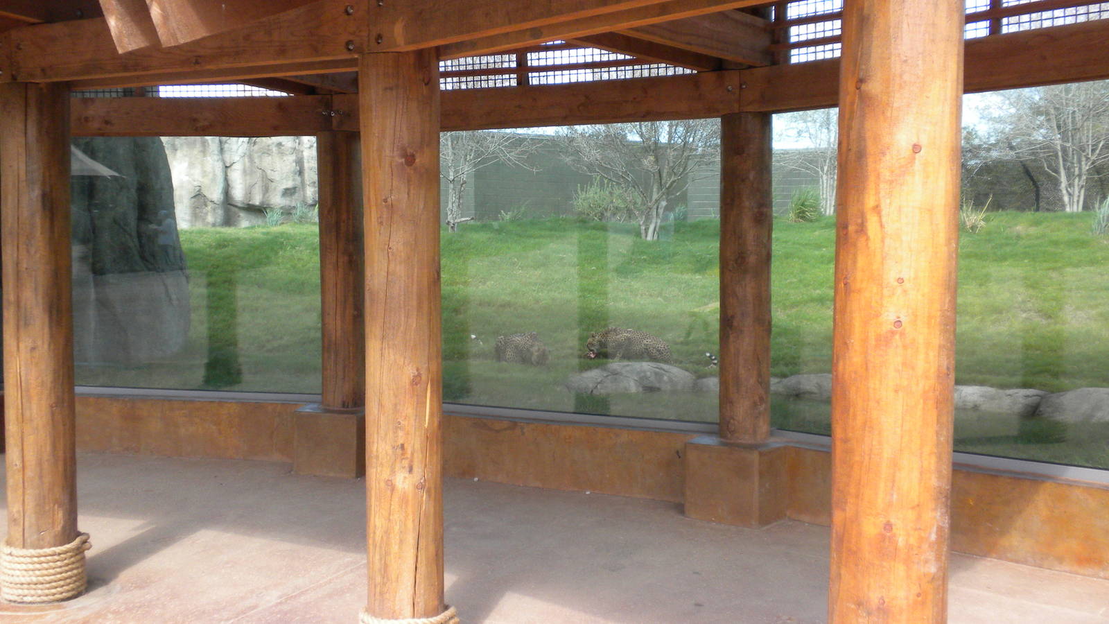 Giants of the Savanna - Cheetah