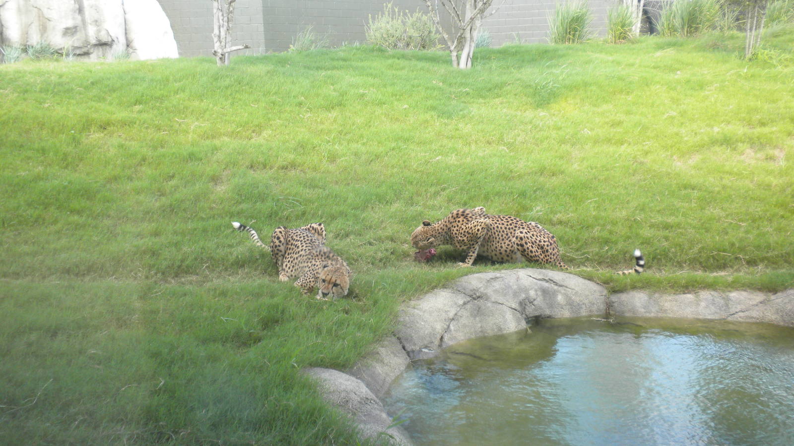 Giants of the Savanna - Cheetah