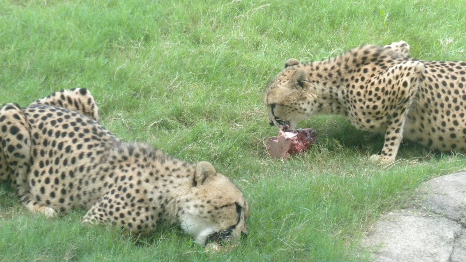 Giants of the Savanna - Cheetah