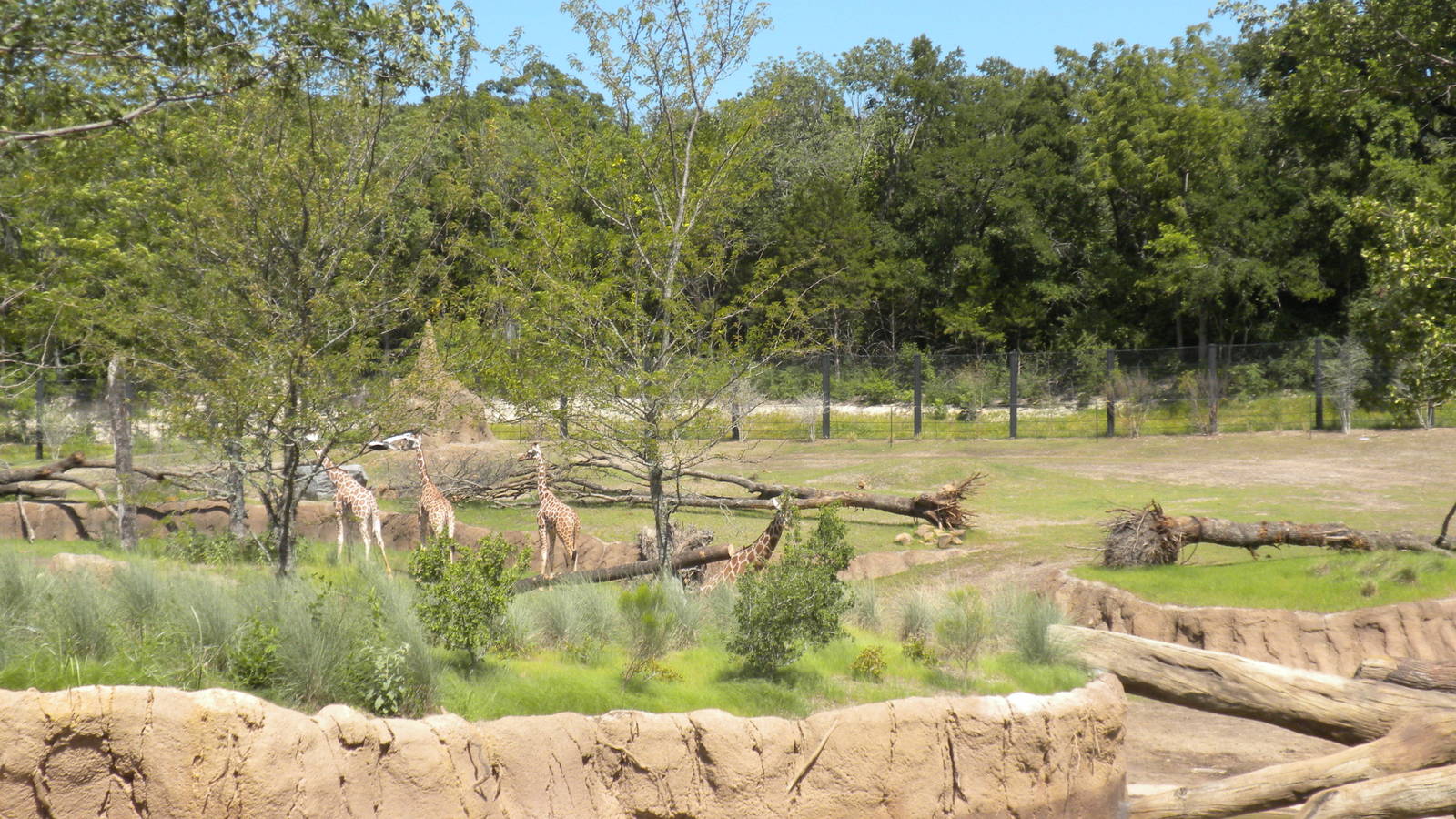 Giants of the Savanna - Crowned Crane Fly-over