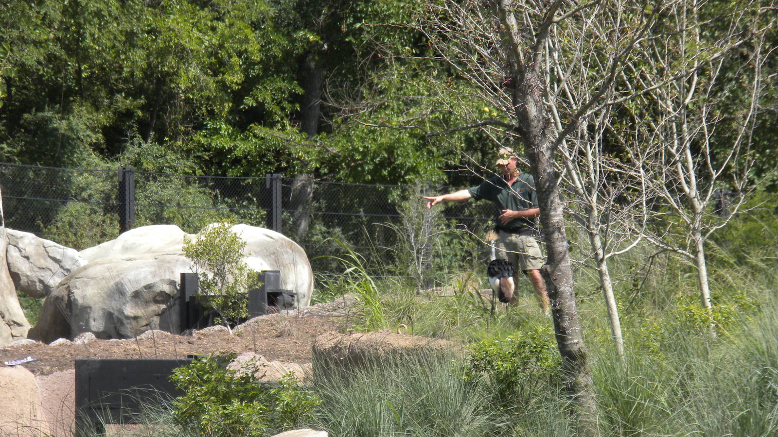 Giants of the Savanna - Crowned Crane Fly-over
