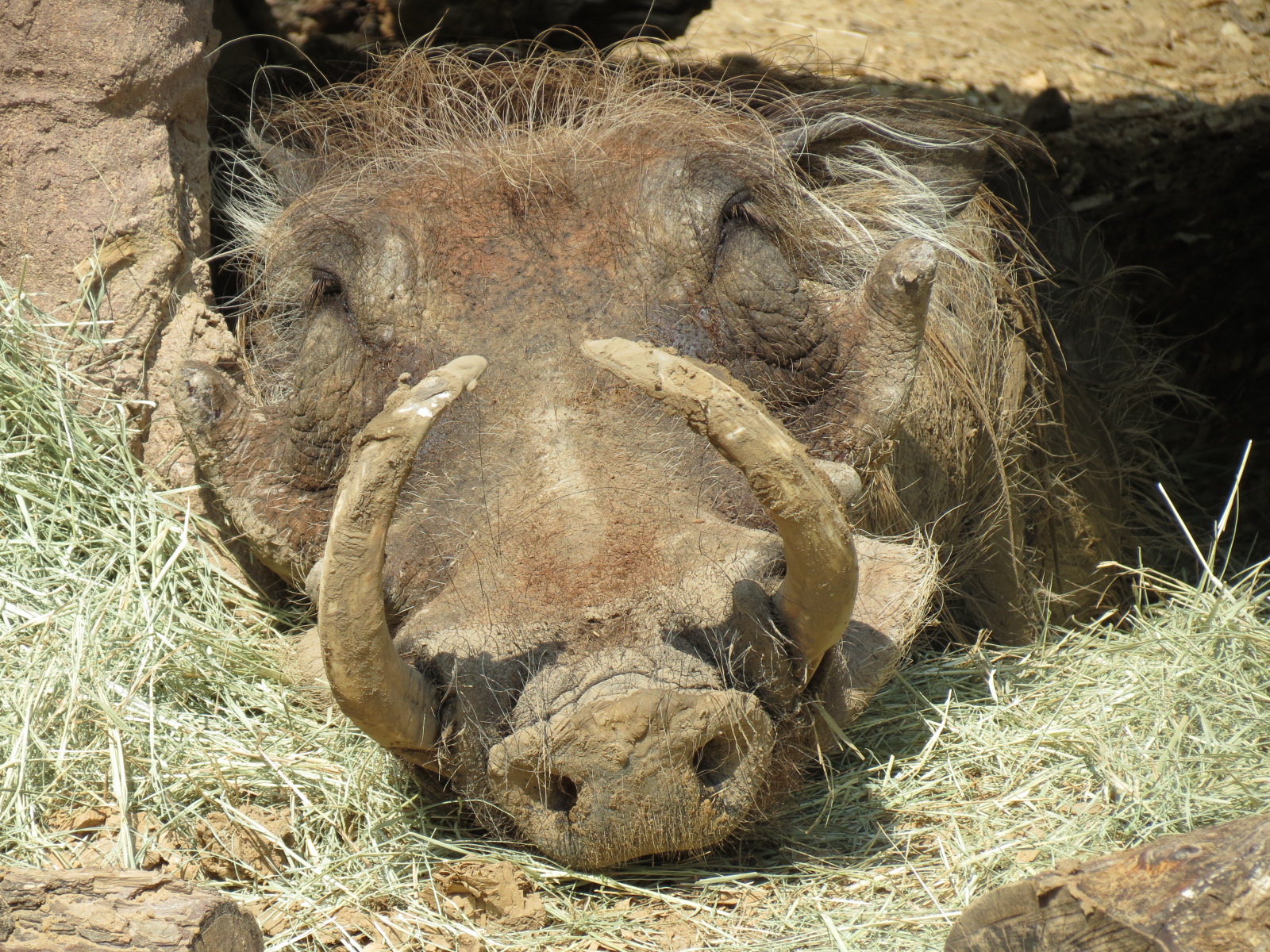 Giants of the Savanna - Donga 1 (Warthog Exhibit)