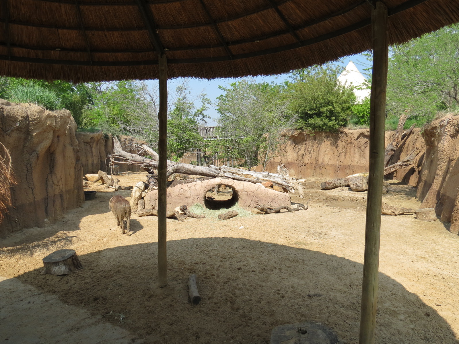 Giants of the Savanna - Donga 1 (Warthog Exhibit)