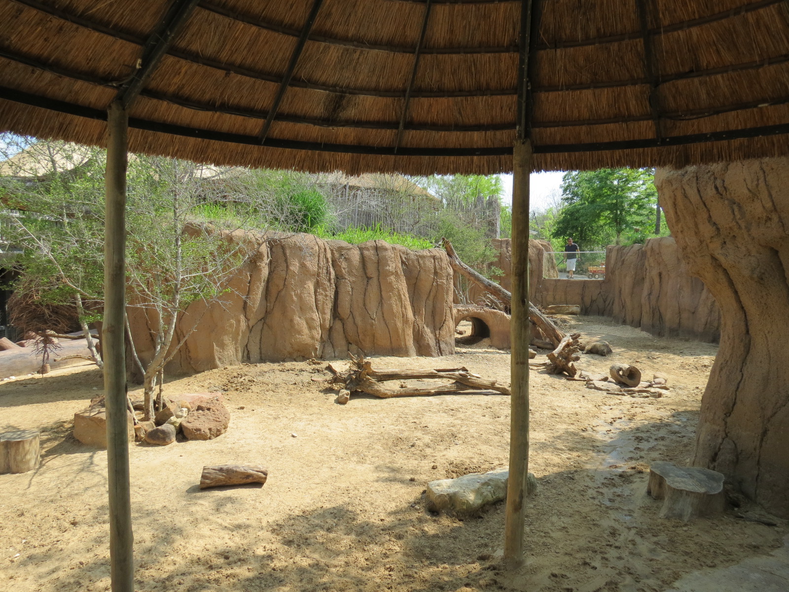 Giants of the Savanna - Donga 2 (Warthog Exhibit)