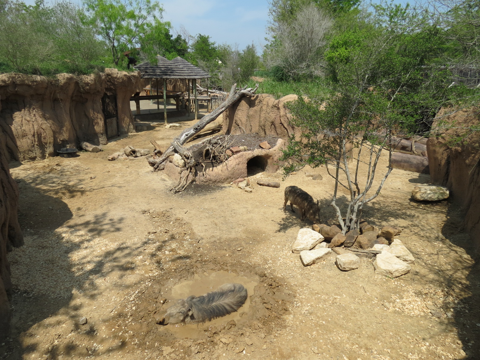 Giants of the Savanna - Donga 2 (Warthog Exhibit)