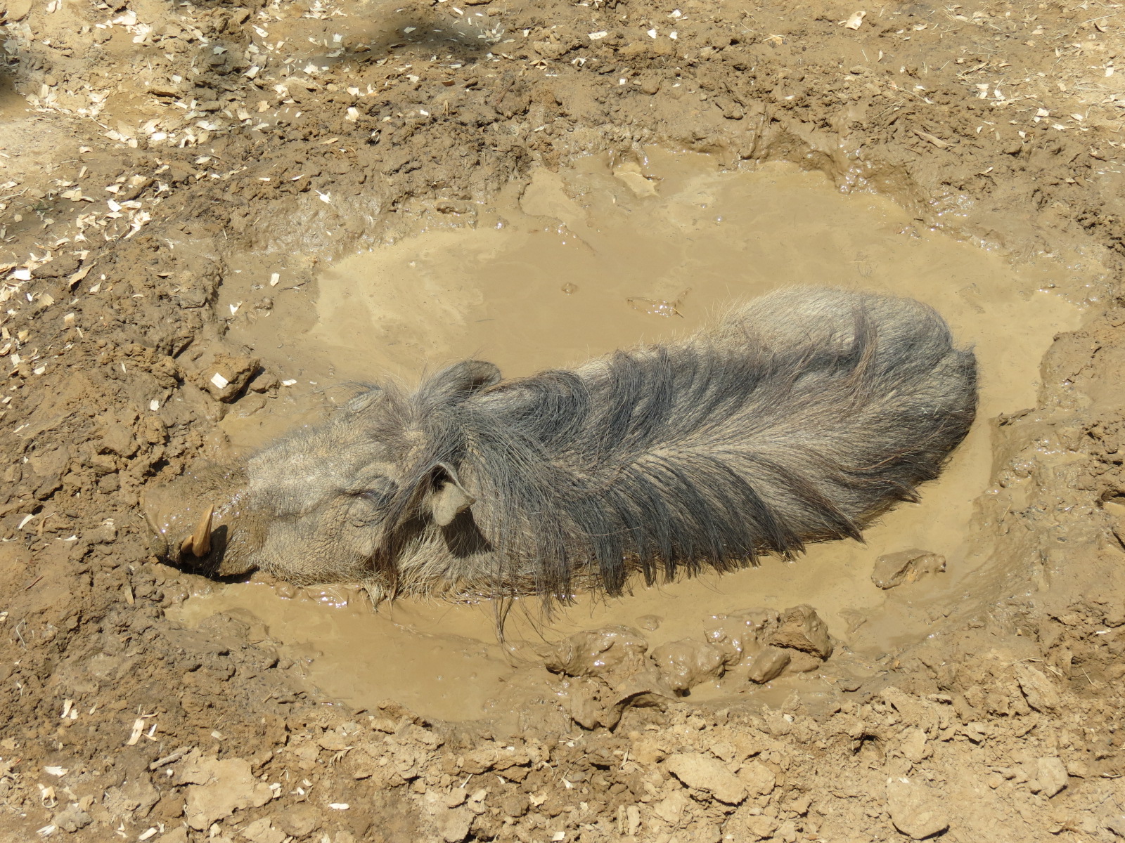 Giants of the Savanna - Donga 2 (Warthog Exhibit)