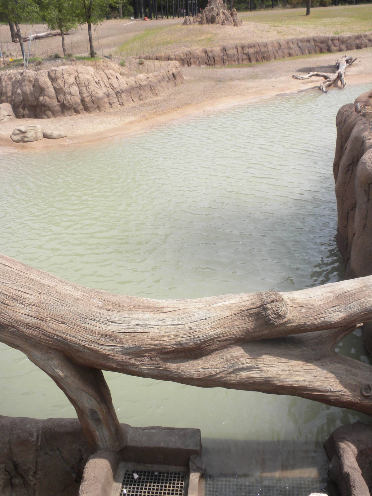 Giants of the Savanna - elephant water hole in South Habitat