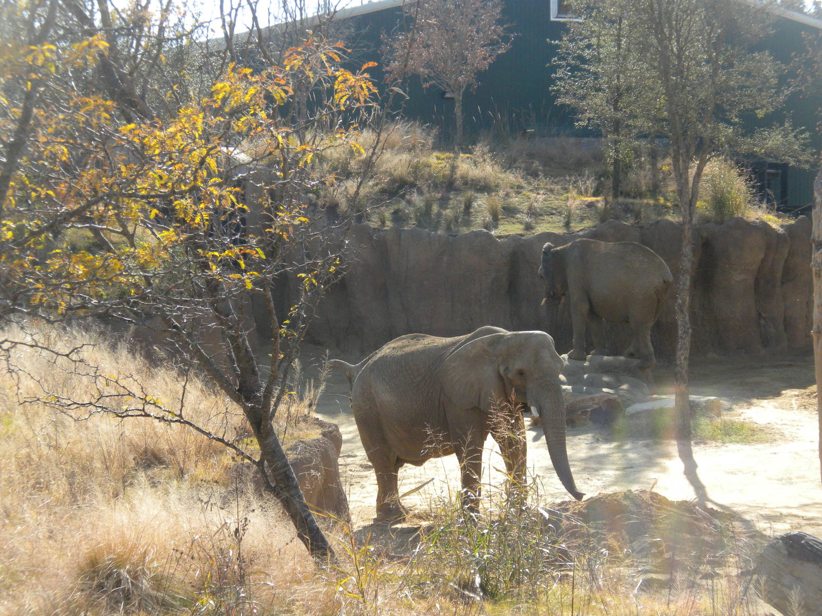Giants of the Savanna - Elephants climbing rocks