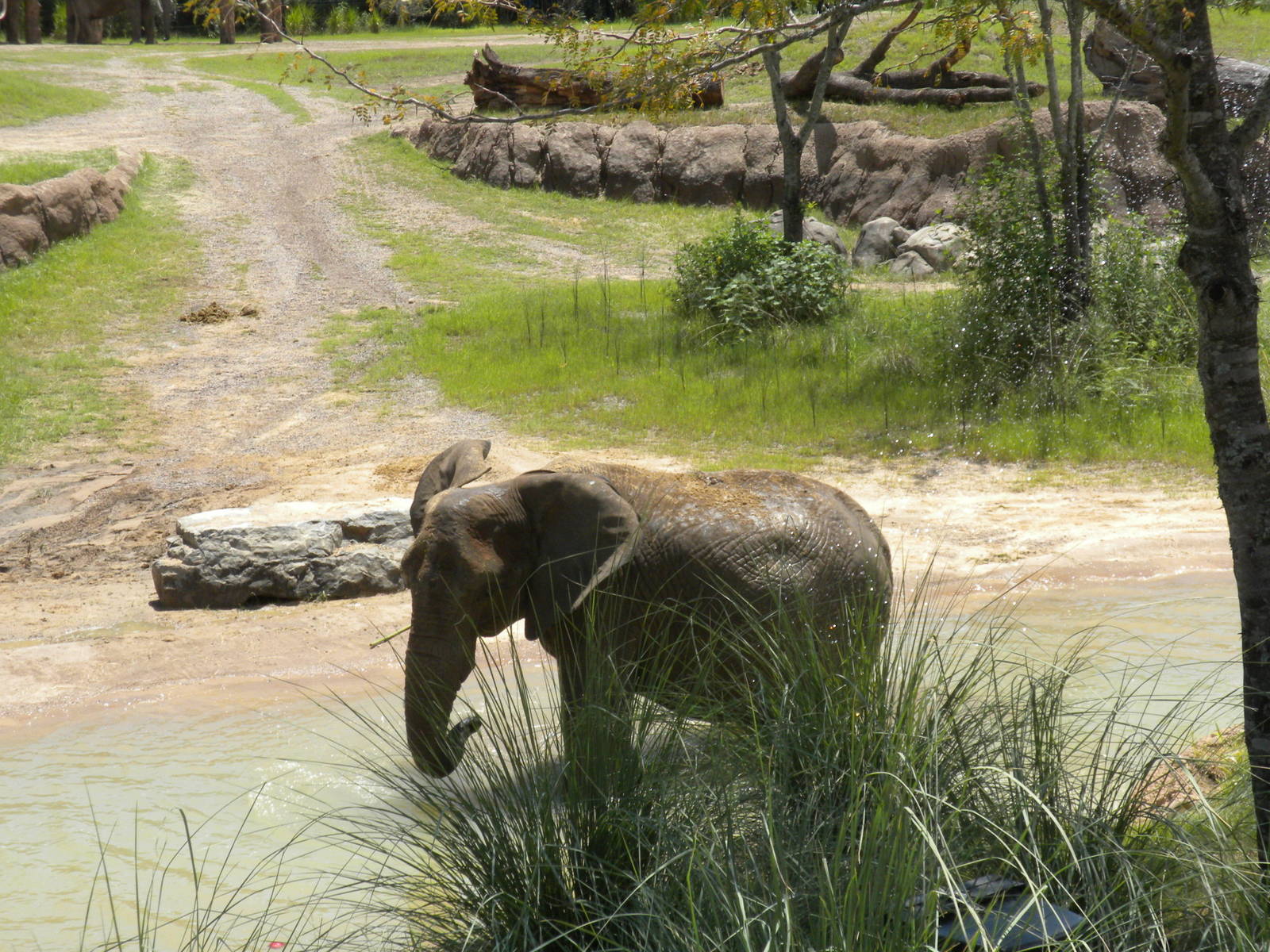 Giants of the Savanna - Elephants