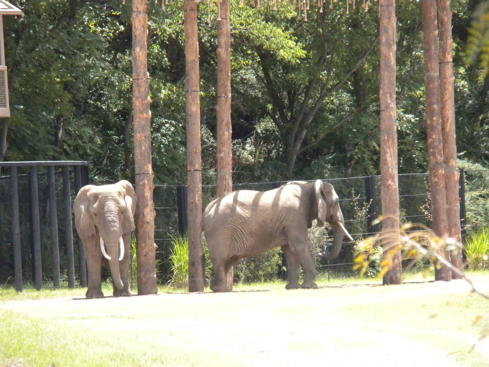Giants of the Savanna - Elephants