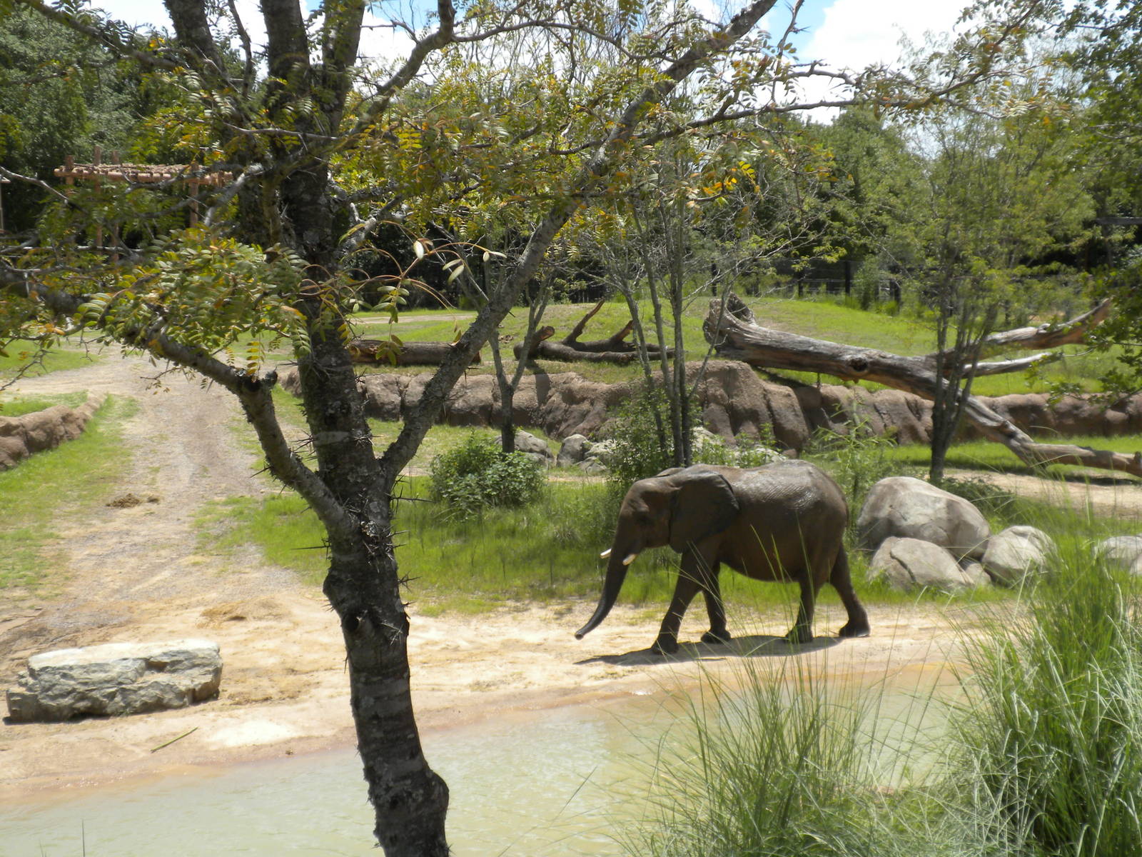 Giants of the Savanna - Elephants