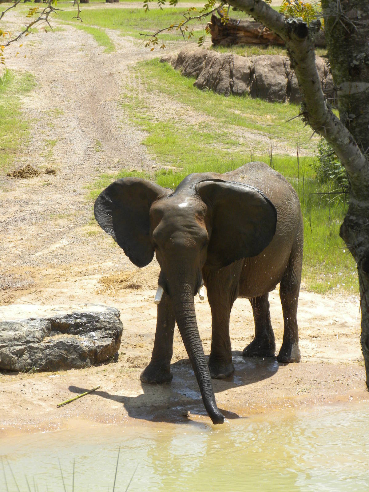 Giants of the Savanna - Elephants