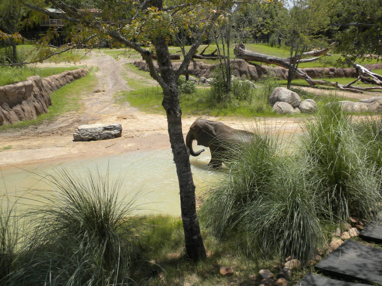 Giants of the Savanna - Elephants