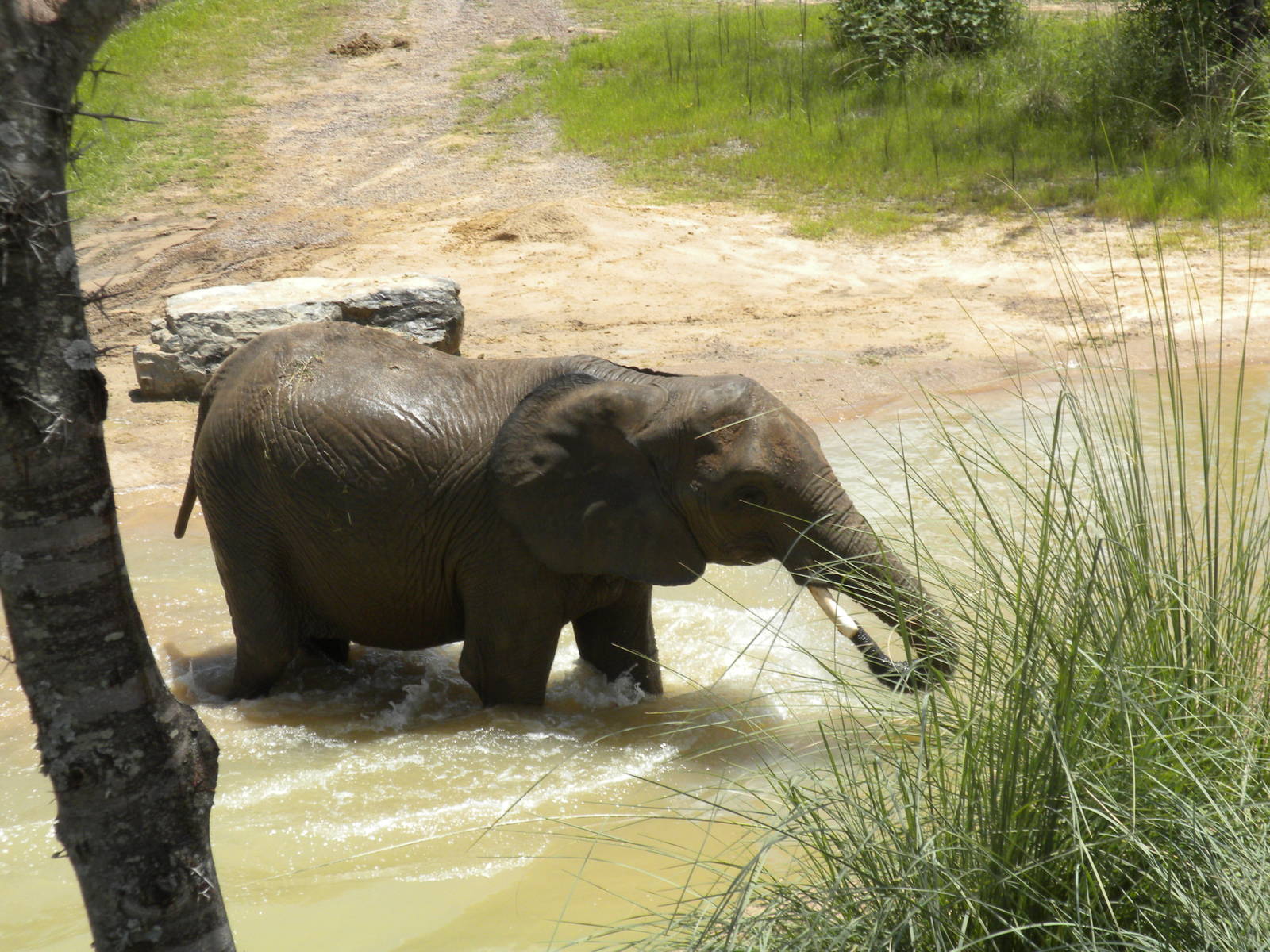Giants of the Savanna - Elephants