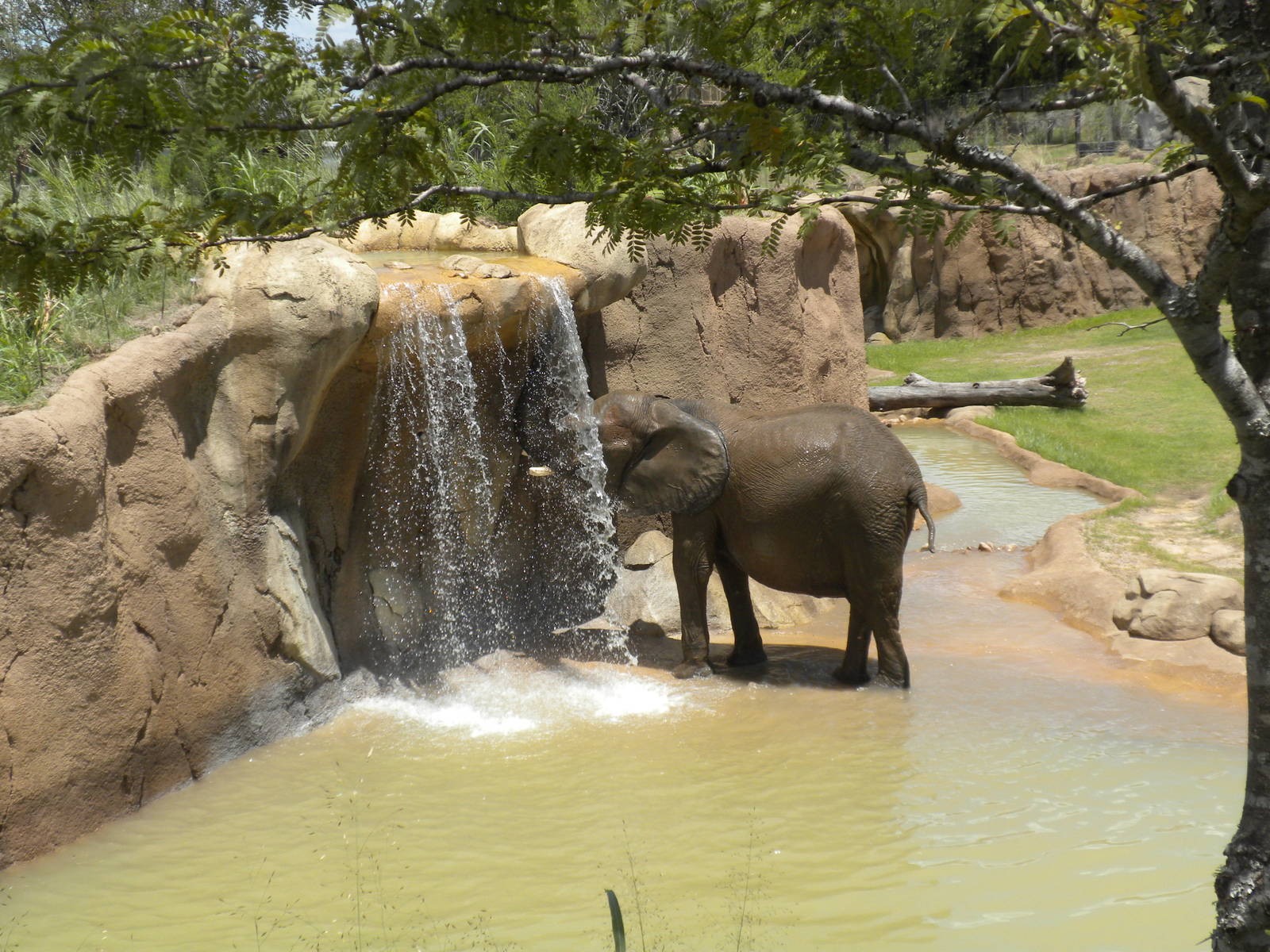 Giants of the Savanna - Elephants