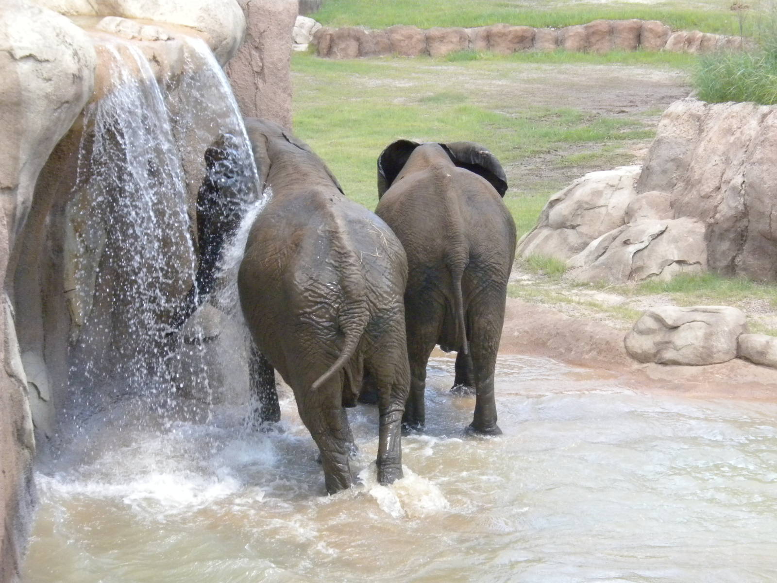 Giants of the Savanna - Elephants