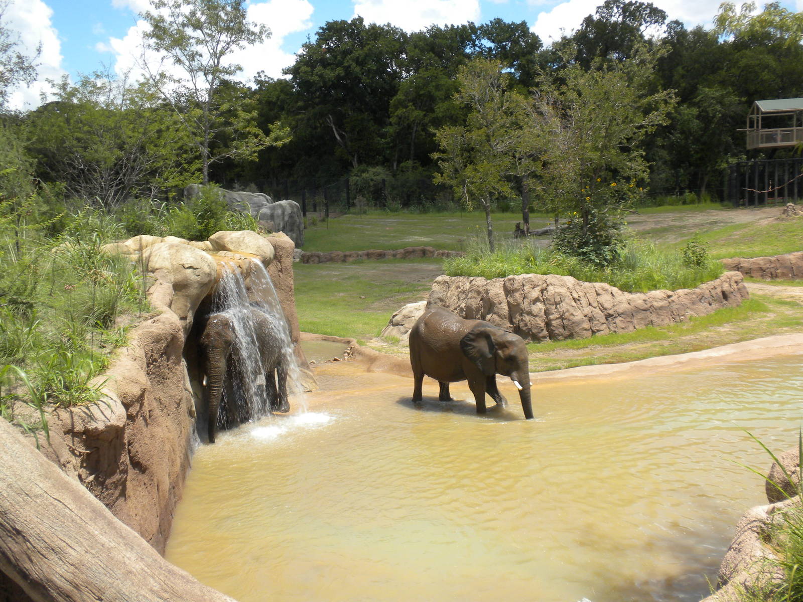 Giants of the Savanna - Elephants