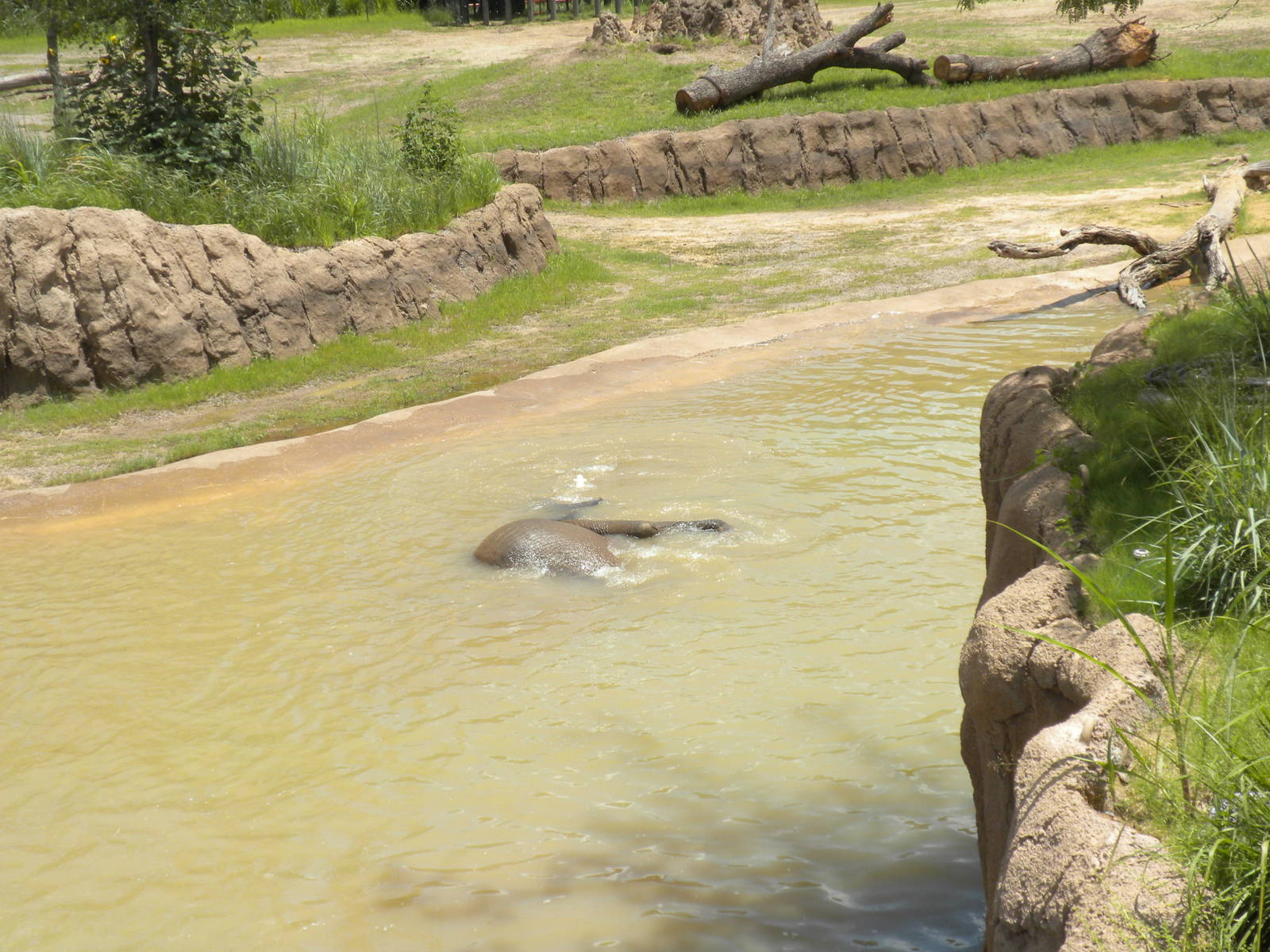 Giants of the Savanna - Elephants