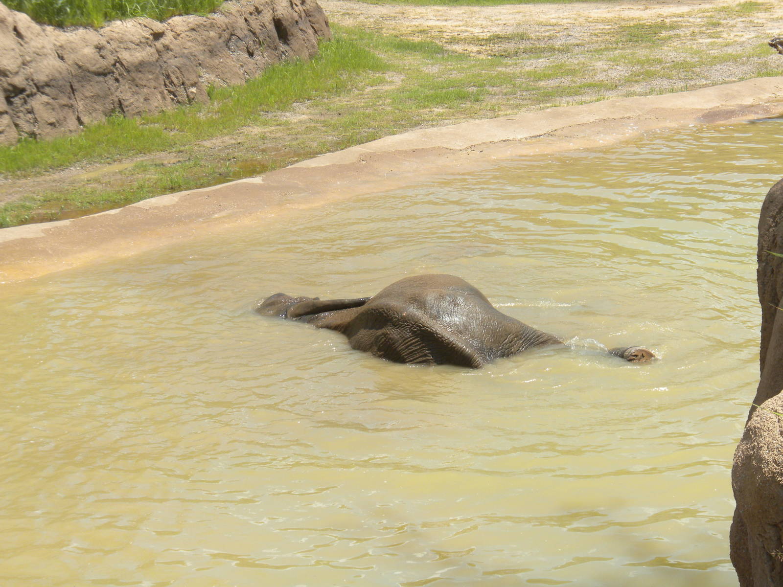 Giants of the Savanna - Elephants