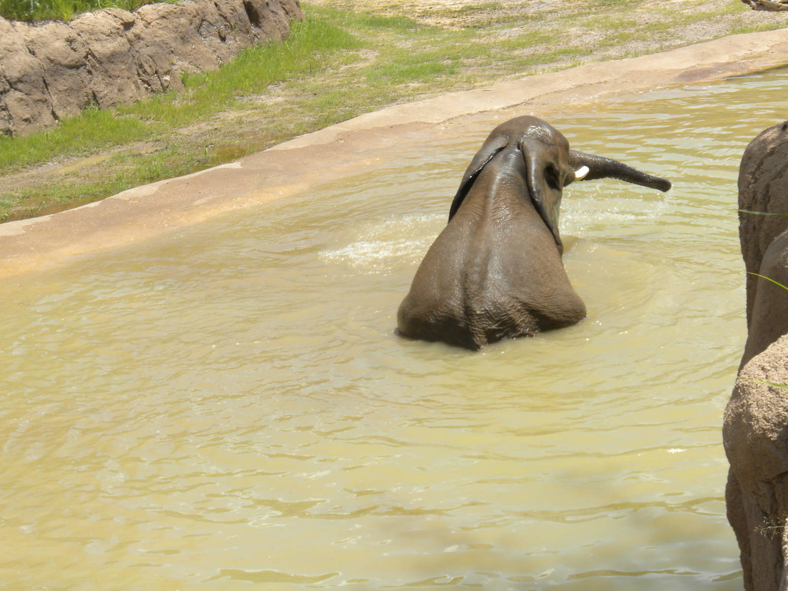 Giants of the Savanna - Elephants