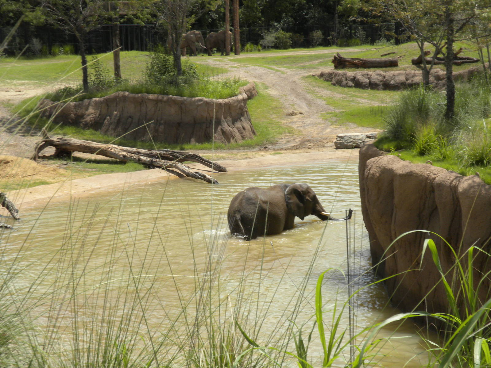 Giants of the Savanna - Elephants